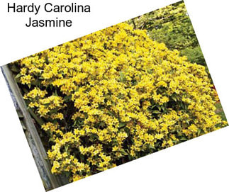 Hardy Carolina Jasmine