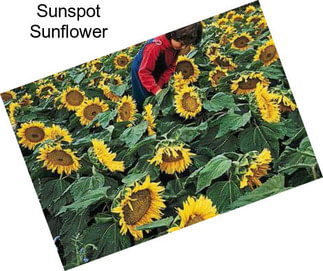 Sunspot Sunflower