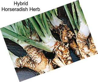 Hybrid Horseradish Herb