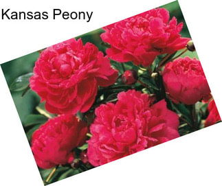 Kansas Peony