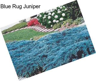 Blue Rug Juniper