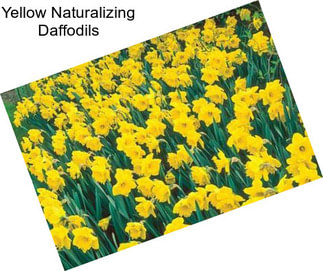 Yellow Naturalizing Daffodils