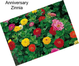Anniversary Zinnia
