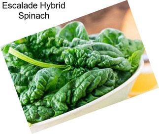 Escalade Hybrid Spinach