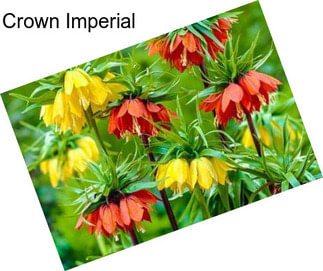 Crown Imperial