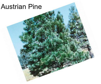 Austrian Pine