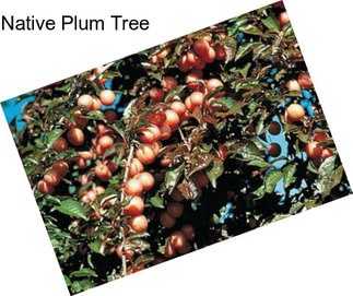 Native Plum Tree