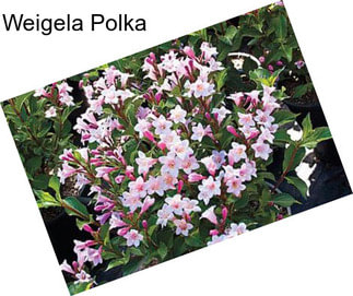 Weigela Polka