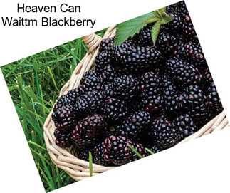 Heaven Can Waittm Blackberry