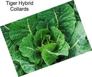 Tiger Hybrid Collards