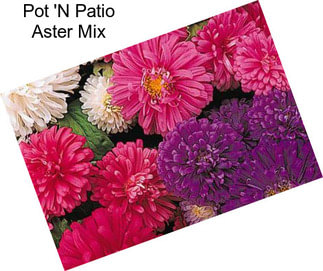 Pot \'N Patio Aster Mix