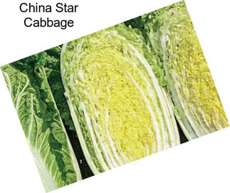 China Star Cabbage