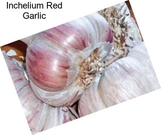 Inchelium Red Garlic