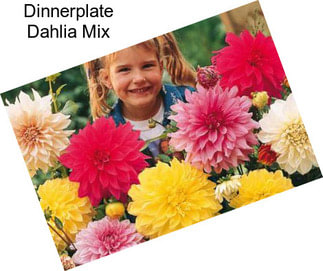 Dinnerplate Dahlia Mix