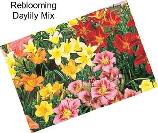 Reblooming Daylily Mix