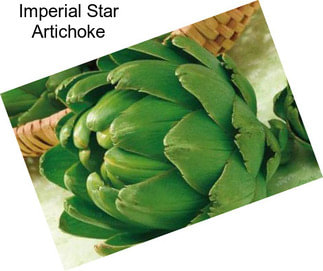 Imperial Star Artichoke