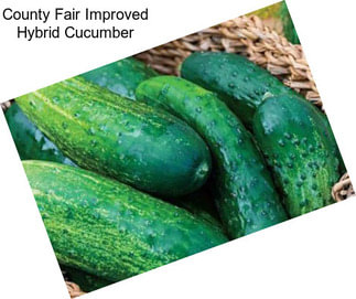 County Fair Improved Hybrid Cucumber