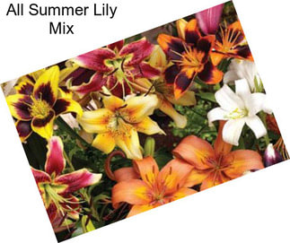 All Summer Lily Mix