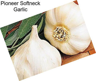 Pioneer Softneck Garlic