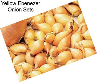 Yellow Ebenezer Onion Sets