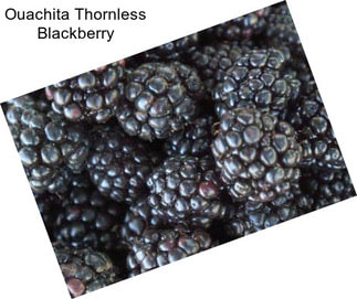 Ouachita Thornless Blackberry