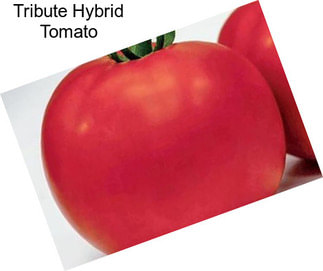 Tribute Hybrid Tomato