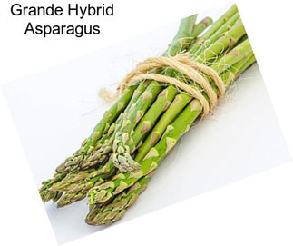 Grande Hybrid Asparagus