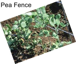 Pea Fence