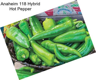 Anaheim 118 Hybrid Hot Pepper
