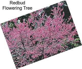 Redbud Flowering Tree