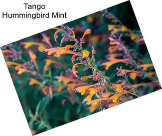 Tango Hummingbird Mint