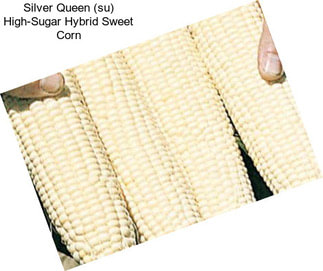 Silver Queen (su) High-Sugar Hybrid Sweet Corn
