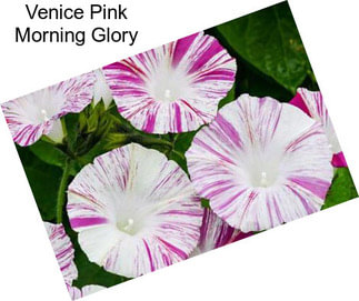 Venice Pink Morning Glory