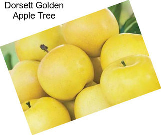 Dorsett Golden Apple Tree