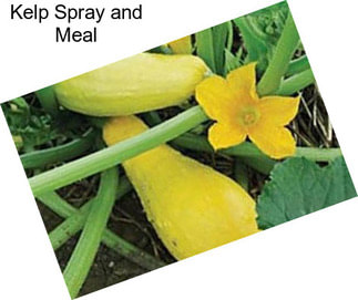 Kelp Spray and Meal