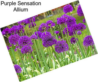 Purple Sensation Allium