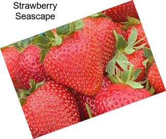 Strawberry Seascape