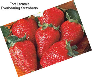 Fort Laramie Everbearing Strawberry