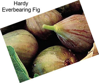 Hardy Everbearing Fig