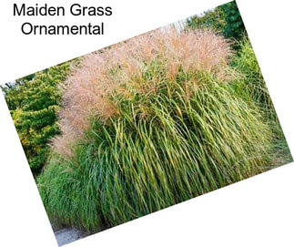 Maiden Grass Ornamental