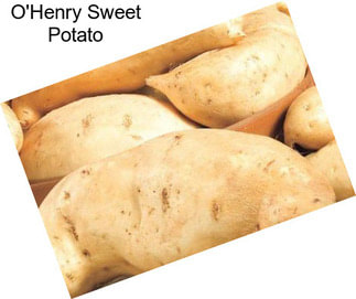 O\'Henry Sweet Potato