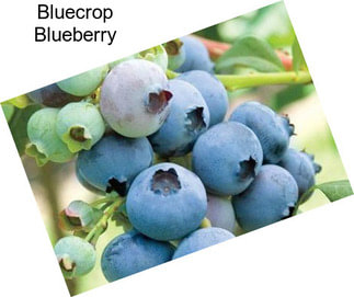Bluecrop Blueberry