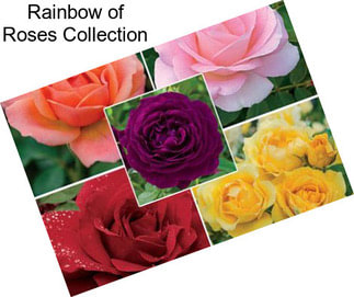 Rainbow of Roses Collection