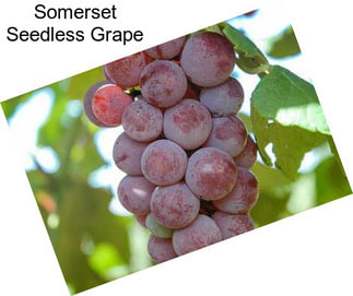 Somerset Seedless Grape