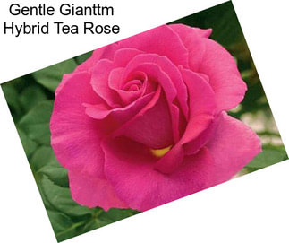 Gentle Gianttm Hybrid Tea Rose