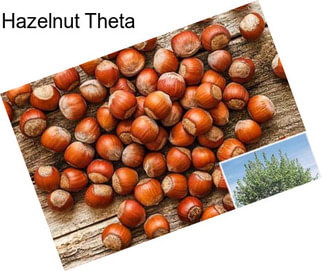 Hazelnut Theta