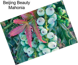 Beijing Beauty Mahonia