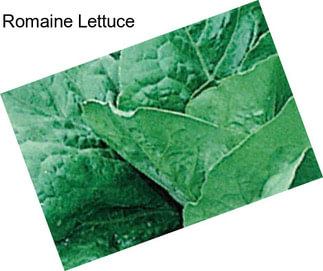 Romaine Lettuce