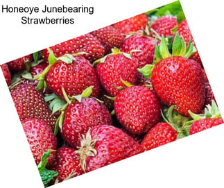Honeoye Junebearing Strawberries