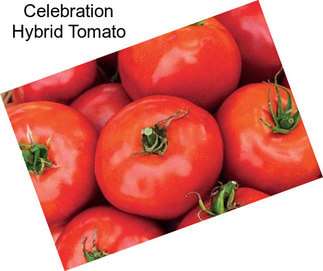 Celebration Hybrid Tomato